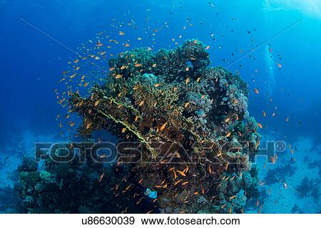 School of fish by corals, Red Sea, Marsa Alam, Egypt View Large Photo Image Stock Photo - School of fish by corals, Red Sea, Marsa Alam, Egypt. Fotosearch