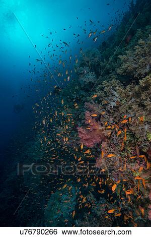 Stock Photograph - School of fish by corals, Red Sea, Marsa Alam, Egypt. Fotosearch