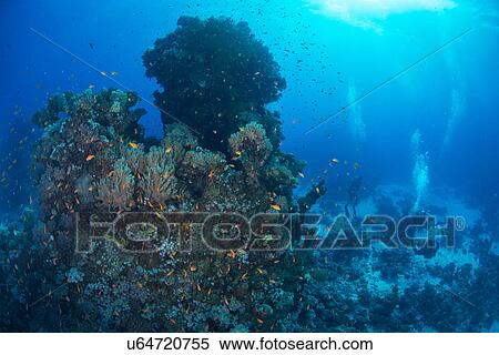 Stock Photography - School of fish by corals, Red Sea, Marsa Alam, Egypt. Fotosearch