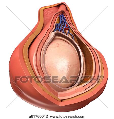 Stock Image - Scrotal layer, illustration. Fotosearch
