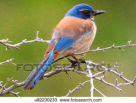Stock Image - Scrub-jay. Fotosearch