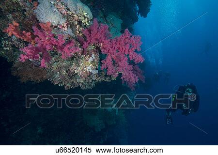Stock Photography - Scuba diver by coral, Red Sea, Marsa Alam, Egypt. Fotosearch