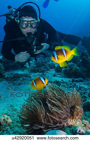 Stock Image - Scuba diver looking at Clownfish (amphiprion bicinctus), Marsa Alam, Egypt. Fotosearch