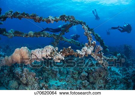 Picture - Scuba divers by coral covered shipwreck, Red Sea, Marsa Alam, Egypt. Fotosearch