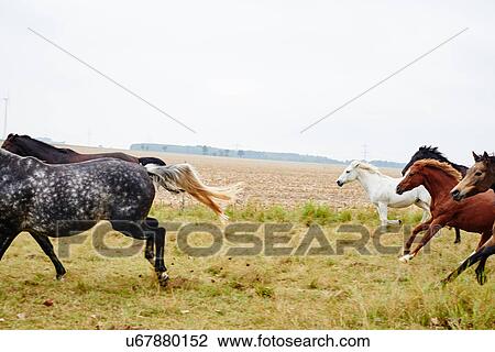 Stock Image - Six horses galloping across field. Fotosearch