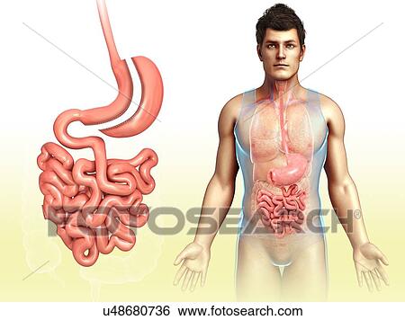 Stock Photograph - Sleeve gastrectomy, illustration. Fotosearch