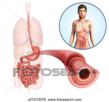 Stock Photo - Small intestine anatomy, illustration. Fotosearch