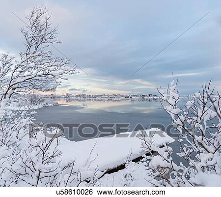 Stock Photograph - Snow covered bushes on water's edge at Lake Ellidavatn, Iceland. Fotosearch