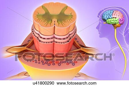 Stock Image - Spinal cord anatomy, illustration. Fotosearch