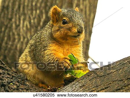 Squirrel View Large Photo Image Stock Photography - Squirrel. Fotosearch