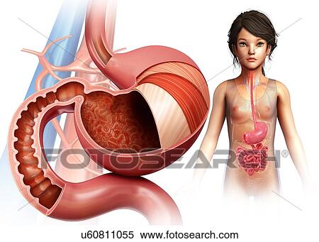 Stock Photography - Stomach layers and duodenum, illustration. Fotosearch