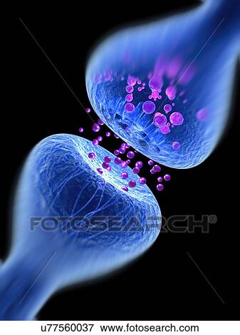 Stock Photo - Synapse illustration. Fotosearch