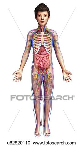 Stock Image - Teenage boy anatomy, illustration. Fotosearch
