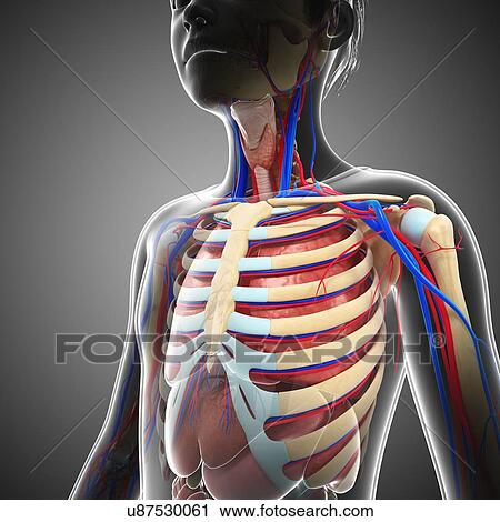 Stock Image - Teenage boy anatomy, illustration. Fotosearch