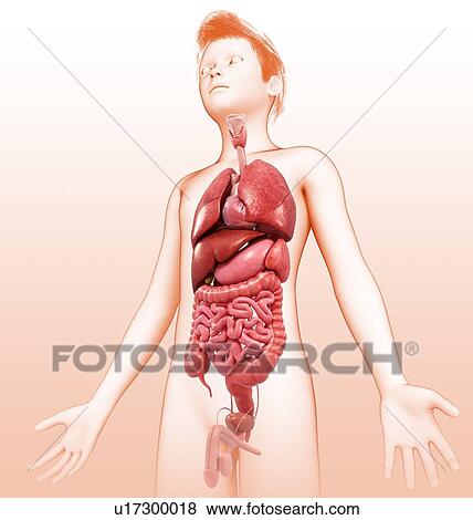 Teenage boy anatomy, illustration View Large Photo Image Stock Photo - Teenage boy anatomy, illustration. Fotosearch
