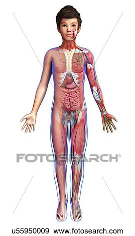 Teenage boy anatomy, illustration View Large Photo Image Stock Photo - Teenage boy anatomy, illustration. Fotosearch