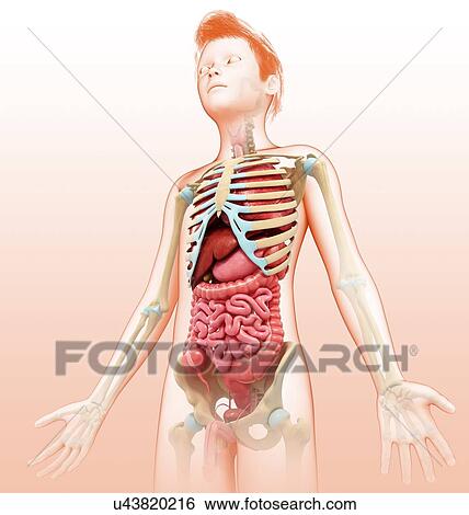 Teenage boy anatomy, illustration View Large Photo Image Stock Photograph - Teenage boy anatomy, illustration. Fotosearch