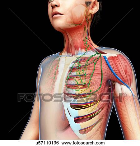 Stock Photograph - Teenage boy anatomy, illustration. Fotosearch