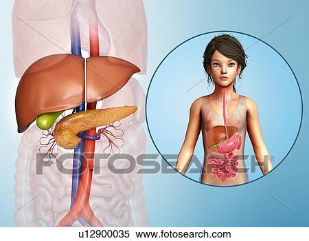 Teenage girl's liver and pancreas, illustration View Large Photo Image Stock Photography - Teenage girl's liver and pancreas, illustration. Fotosearch