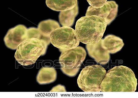 Tularaemia bacteria, illustration View Large Photo Image Stock Image - Tularaemia bacteria, illustration. Fotosearch