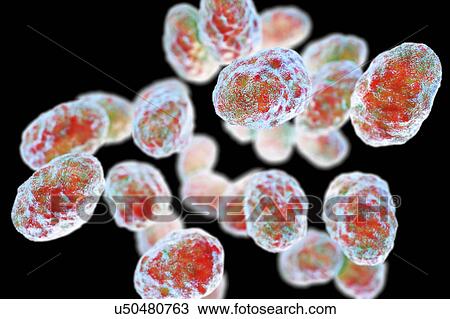 Stock Image - Tularaemia bacteria, illustration. Fotosearch