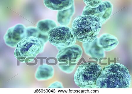Stock Image - Tularaemia bacteria, illustration. Fotosearch