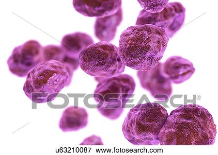 Stock Photo - Tularaemia bacteria, illustration. Fotosearch