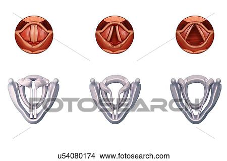 Picture - Vocal cords anatomy, illustration. Fotosearch