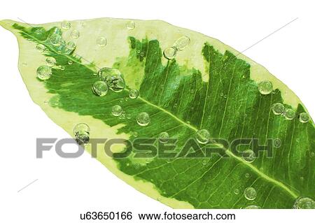 Stock Photograph - Water drops on Ficus leaf, illustration. Fotosearch