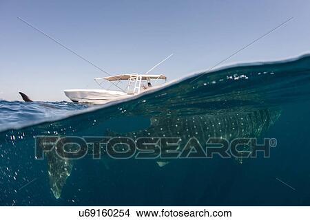 Picture - Whale shark (rhyncodon typus) filter feeding in the surface, underwater view, Isla Mujeres, Mexico. Fotosearch