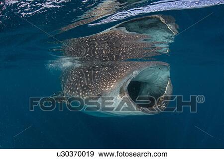 Whale Shark Rhyncodon Typus Filter Feeding In The Surface
