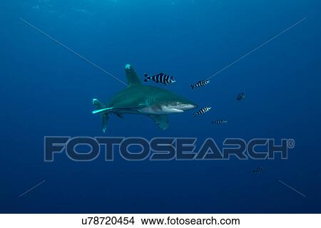 White tip shark (Carcharhinus longimanus) swimming with pilot fish, underwater view, Brothers island, Egypt View Large Photo Image Picture - White tip shark (Carcharhinus longimanus) swimming with pilot fish, underwater view, Brothers island, Egypt. Fotosearch