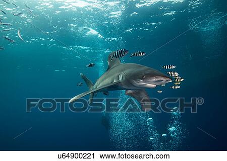 Stock Image - White tip shark (Carcharhinus longimanus) swimming with pilot fish, underwater view, Brothers island, Egypt. Fotosearch