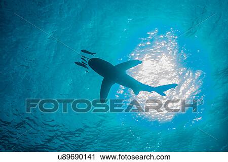 Stock Image - White tip shark (Carcharhinus longimanus) swimming with small fish, low angle view, underwater view, Brothers island, Egypt. Fotosearch
