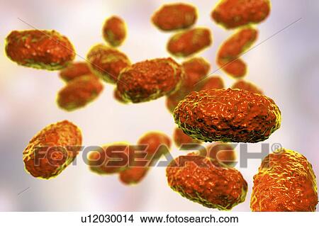 Whooping cough bacteria, illustration View Large Photo Image Picture - Whooping cough bacteria, illustration. Fotosearch