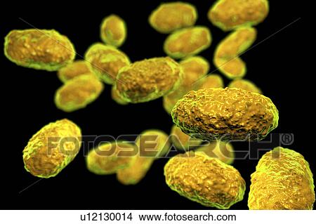 Picture - Whooping cough bacteria, illustration. Fotosearch