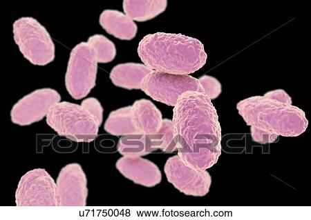 Whooping cough bacteria, illustration View Large Photo Image Stock Photo - Whooping cough bacteria, illustration. Fotosearch