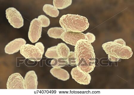 Stock Photo - Whooping cough bacteria, illustration. Fotosearch