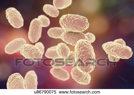 Whooping cough bacteria, illustration View Large Photo Image Stock Photography - Whooping cough bacteria, illustration. Fotosearch
