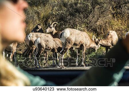 Stock Image - Woman driving, Trans Canada Highway, near Kamloops, Lillooet, British Columbia, Canada. Fotosearch