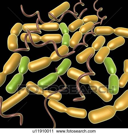 Stock Image - Yersinia pestis bacteria, illustration. Fotosearch