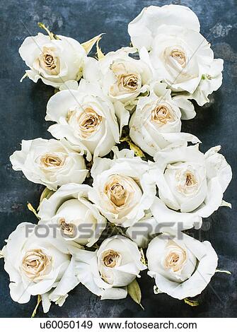 Stock Photo - Dried rose head against dark background, close-up, overhead view. Fotosearch