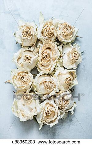 Dried rose heads, close-up, overhead view View Large Photo Image Stock Image - Dried rose heads, close-up, overhead view. Fotosearch