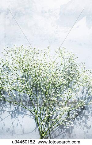 Stock Image - Gypsophila flowers, overhead view. Fotosearch