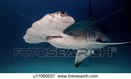 Underwater close up of hammerhead shark View Large Photo Image Stock Photo - Underwater close up of hammerhead shark. Fotosearch