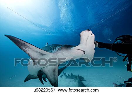 Stock Photo - Underwater close up of male diver touching hammerhead shark. Fotosearch