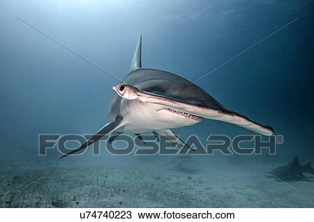 Stock Image - Underwater portrait of hammerhead shark. Fotosearch