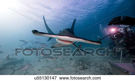 Underwater view male underwater photographer, photographing of hammerhead shark View Large Photo Image Stock Photo - Underwater view male underwater photographer, photographing of hammerhead shark. Fotosearch
