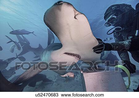 Underwater view of diver with hand on hammerhead shark View Large Photo Image Stock Image - Underwater view of diver with hand on hammerhead shark. Fotosearch