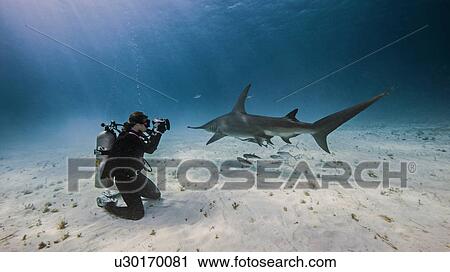 Underwater view of female underwater photographer, photographing from seabed View Large Photo Image Stock Image - Underwater view of female underwater photographer, photographing from seabed. Fotosearch